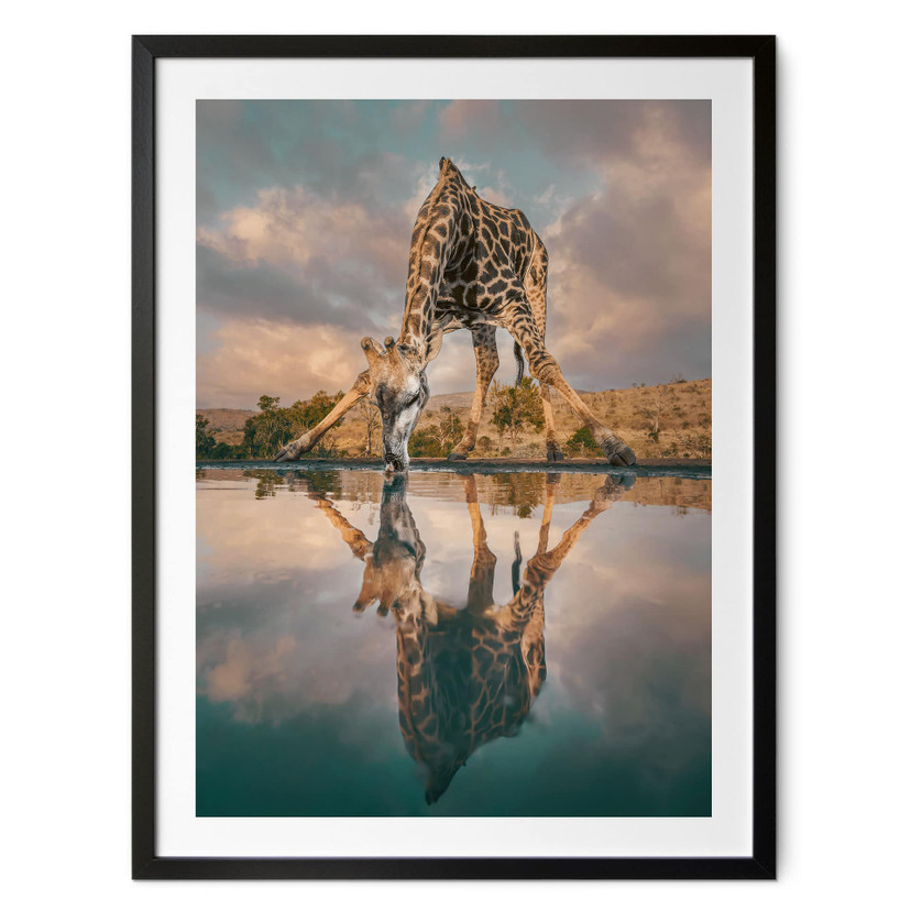 Safariplakat - Spejling af en giraf i naturen - Amtmann
