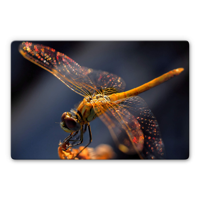 Glasbild Dufour - Libelle auf Tuchfühlung