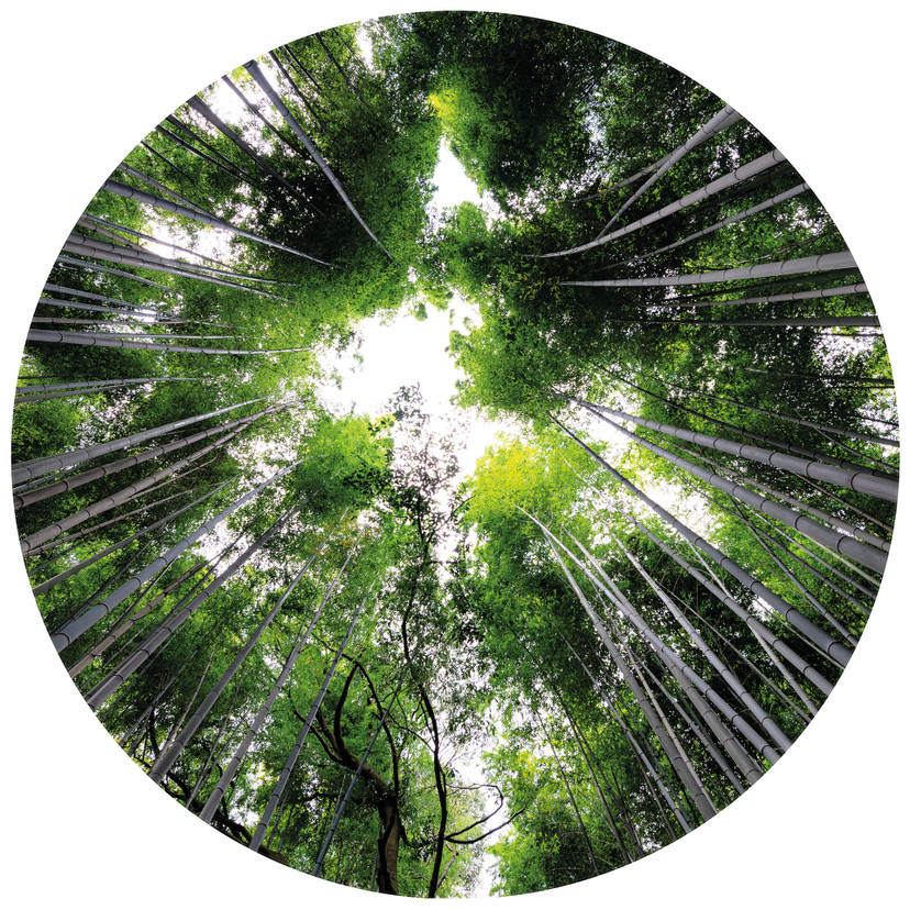 Papier peint photo rond Hugonnard - Forêt au Japon - papier peint intissé/papier peint intissé autoc