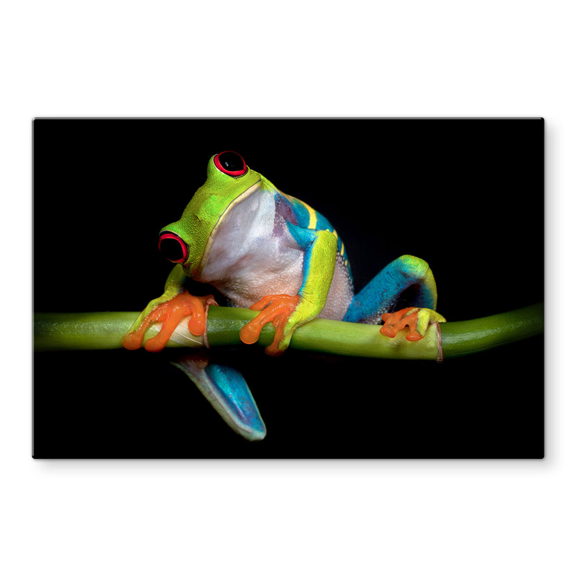 Spatscherm Valverde – Green Frog