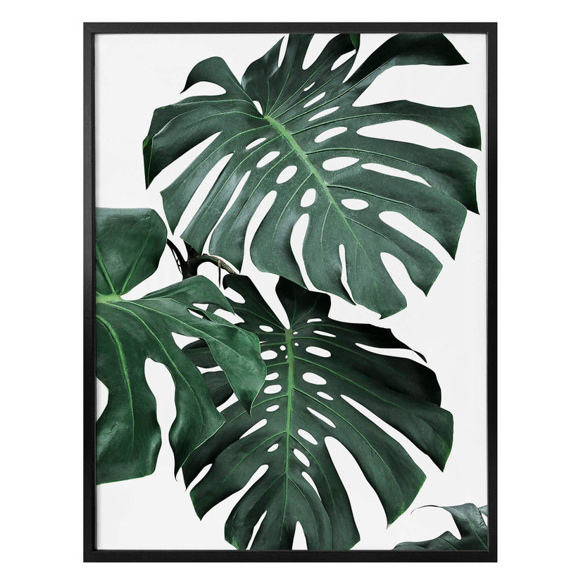 Plakat Sisi & Seb - Monstera