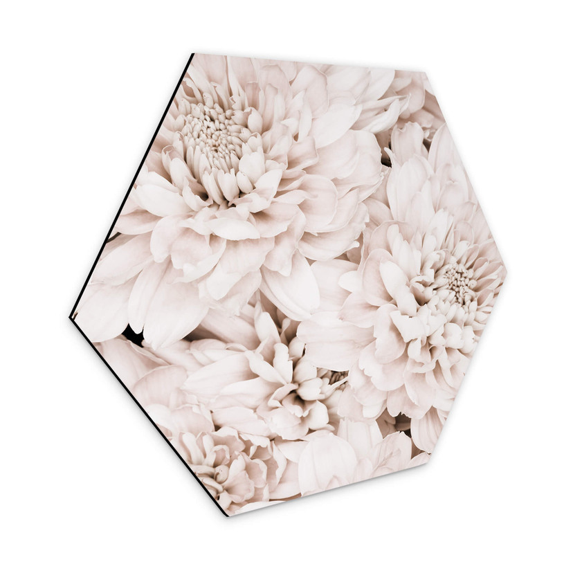 Hexagone - Alu-Dibond 1X Studio - Reine marguerite abricot
