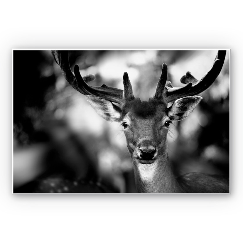 Tableau Forex - Sandra - Jeune cerf
