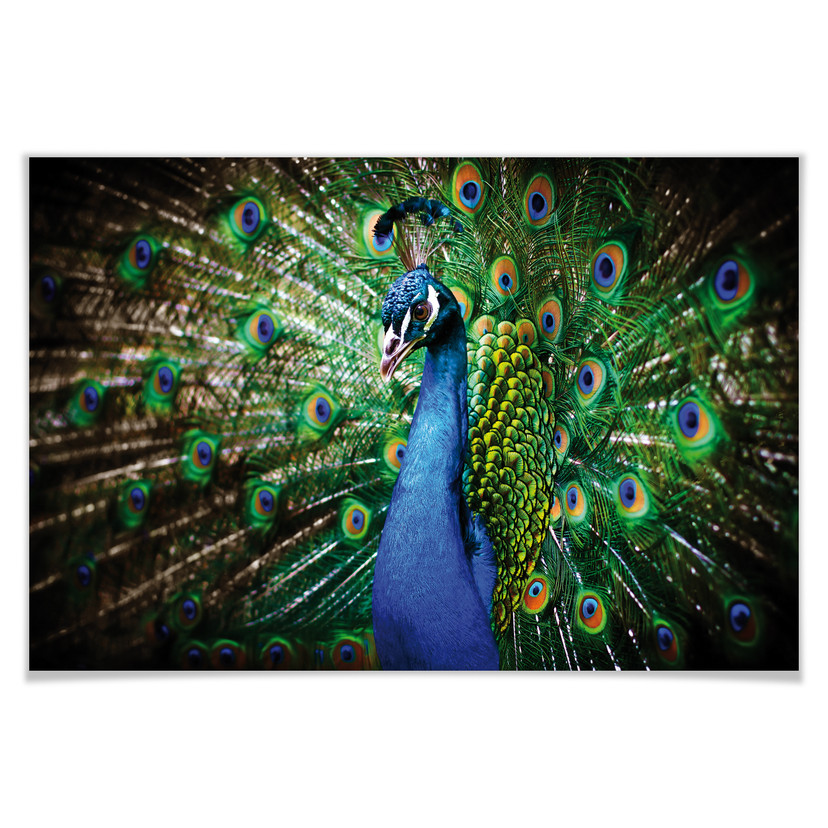Poster - beautiful Peacock