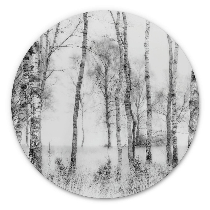 Tableau sur alu-Dibond Talen - Forêt de bouleaux noirs et blancs