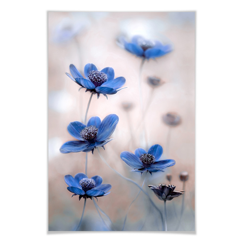 Poster Disher - Blue Cosmos