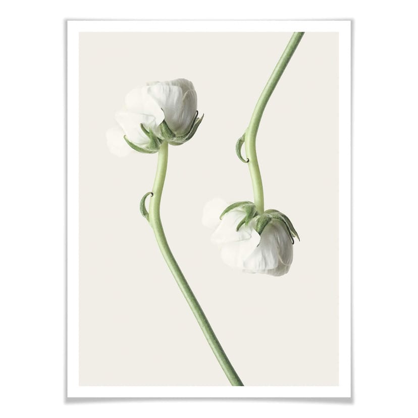 Plakat Ranunculus 04