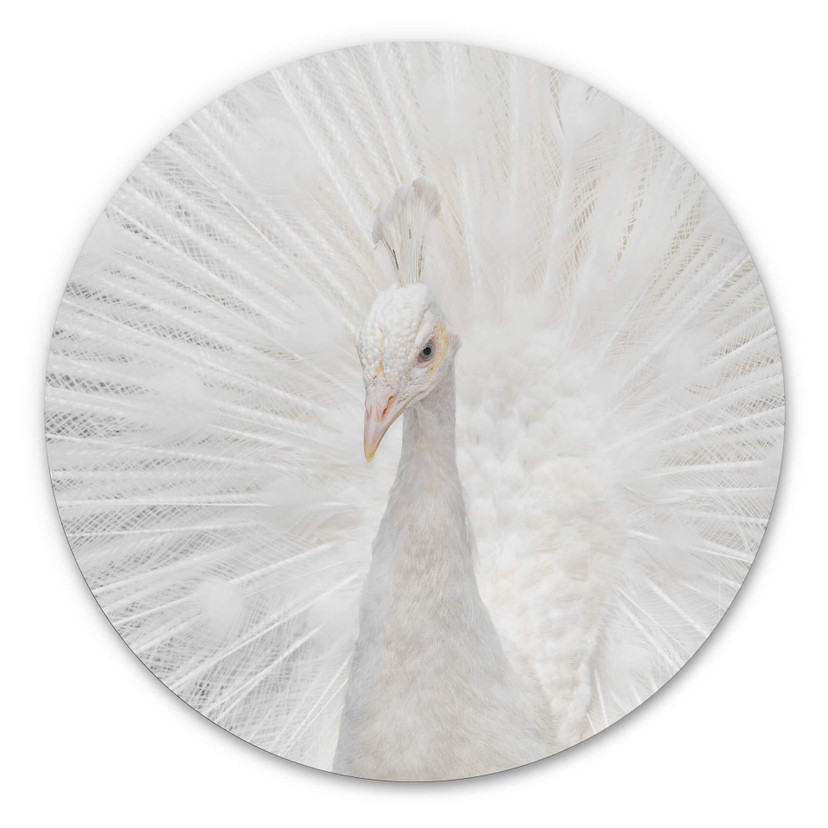 Tableau sur alu-Dibond Fegari - Paon blanc - Rond