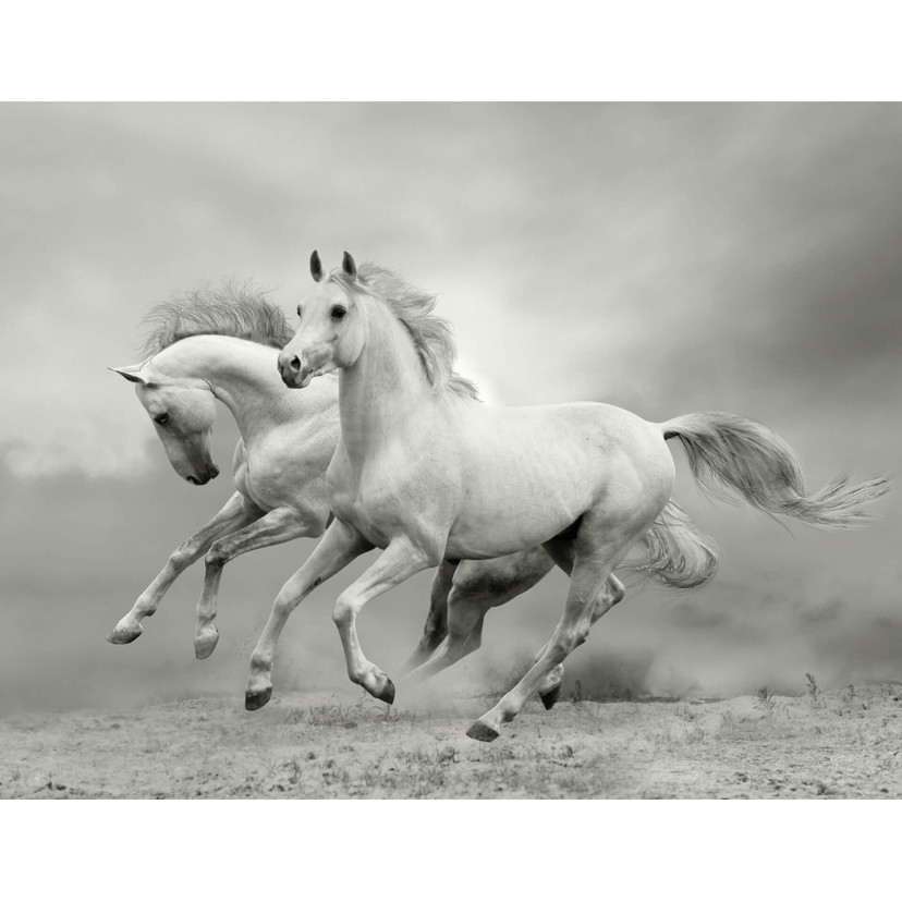 Fototapeta na ścianę Konie w galopie - 336x260 cm