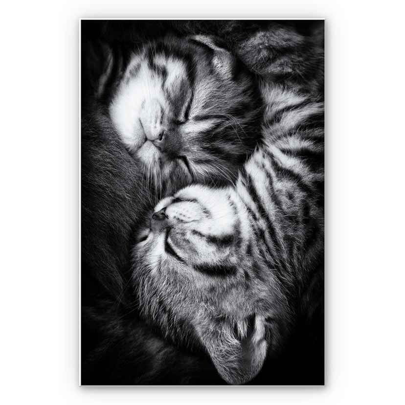 Tableau Forex - Jancova - Sweet Kitten