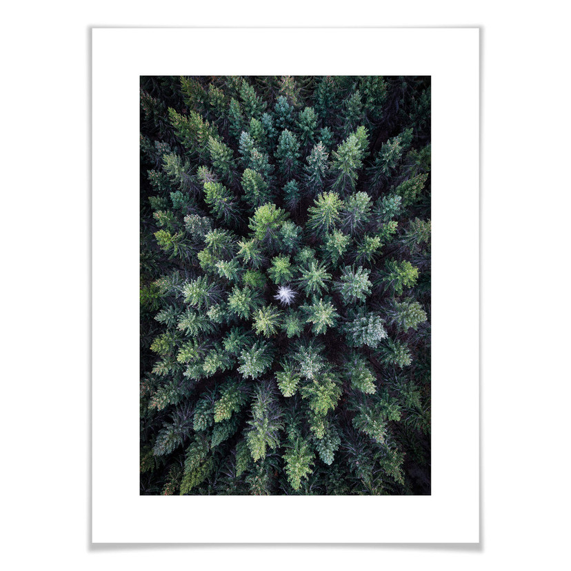 Plakat Lindsten - Treetops