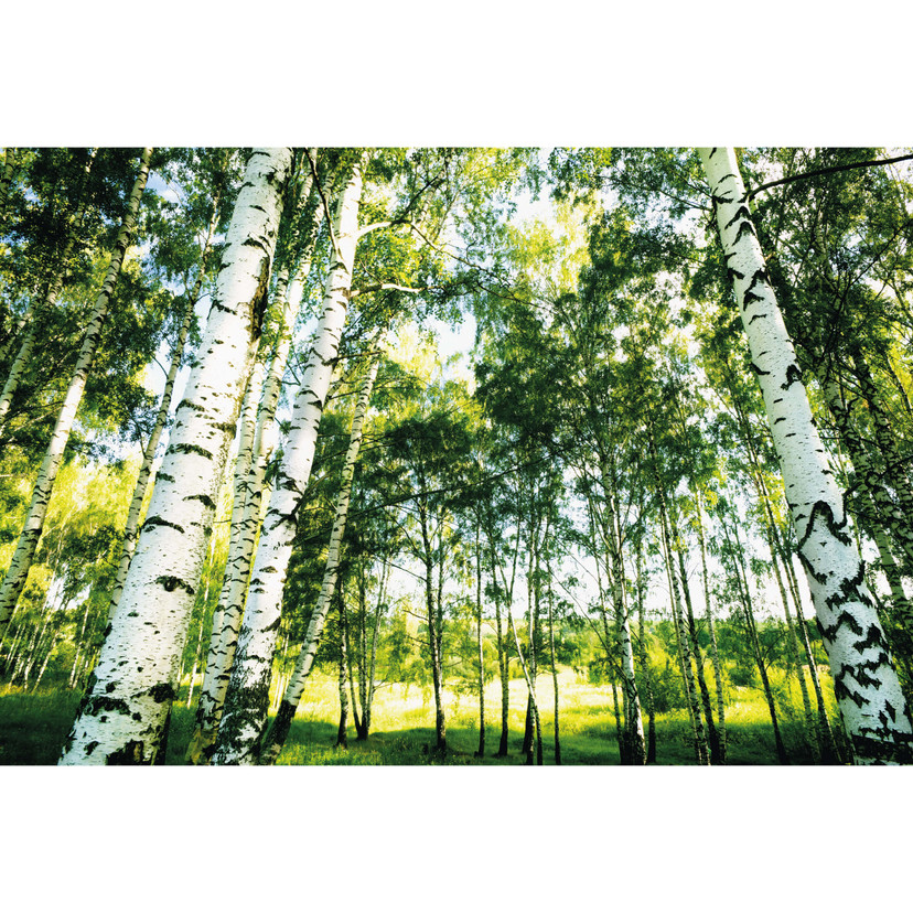 Papier peint photo Forêt ensoleillée