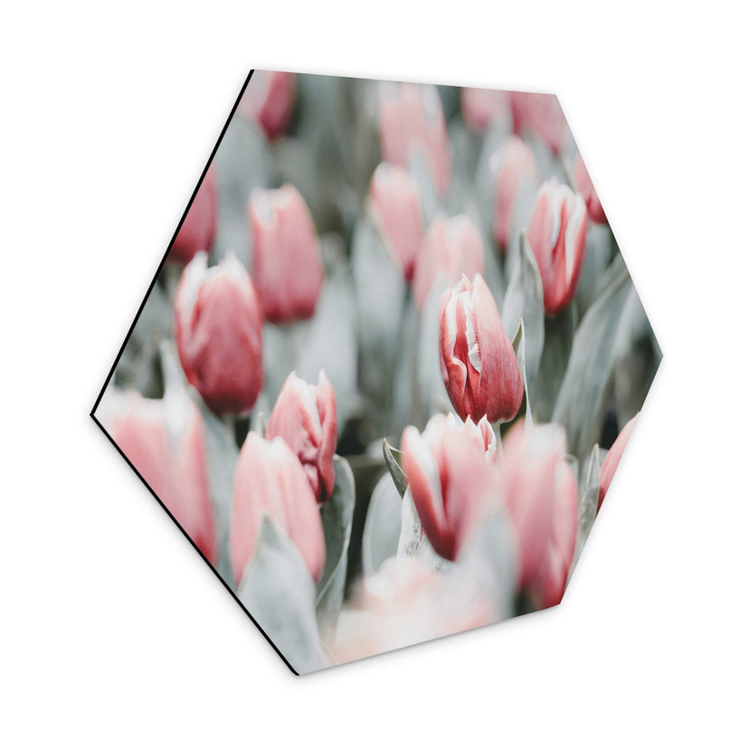 Hexagone - alu-Dibond Annie - Tulipes de printemps