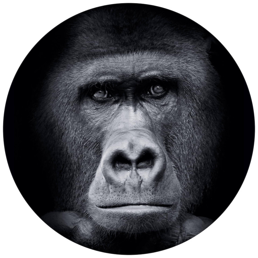 Fototapete Gorilla - Rund - Selbstklebend/Vlies
