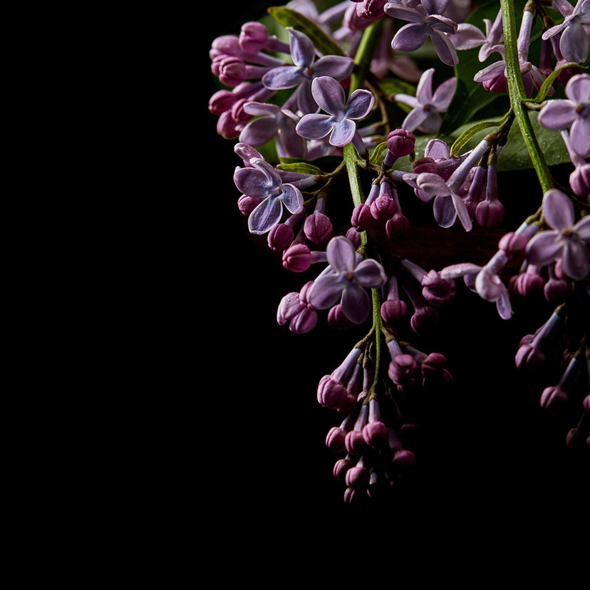 Fototapeta w kwiaty DarkFlowers1 w kolorze czarno-fioletowym - włóknina Designwalls 2 - 2,55 x 3,5 m
