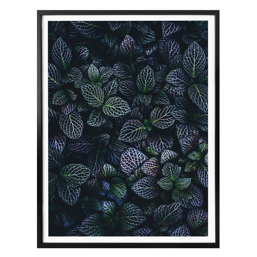 Plakat Botaniczny kontrast