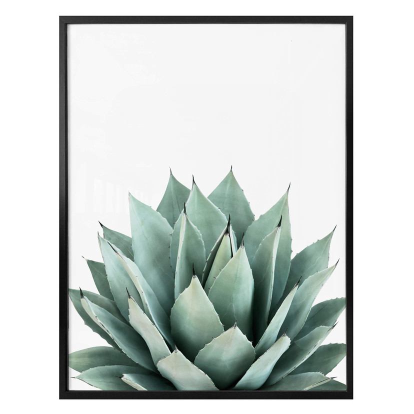 Plakat Sisi & Seb - Succulent