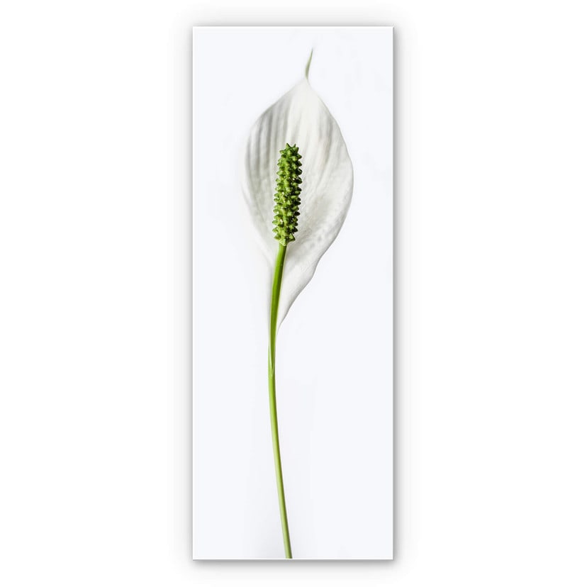 Wanddecoratie Peace Lily