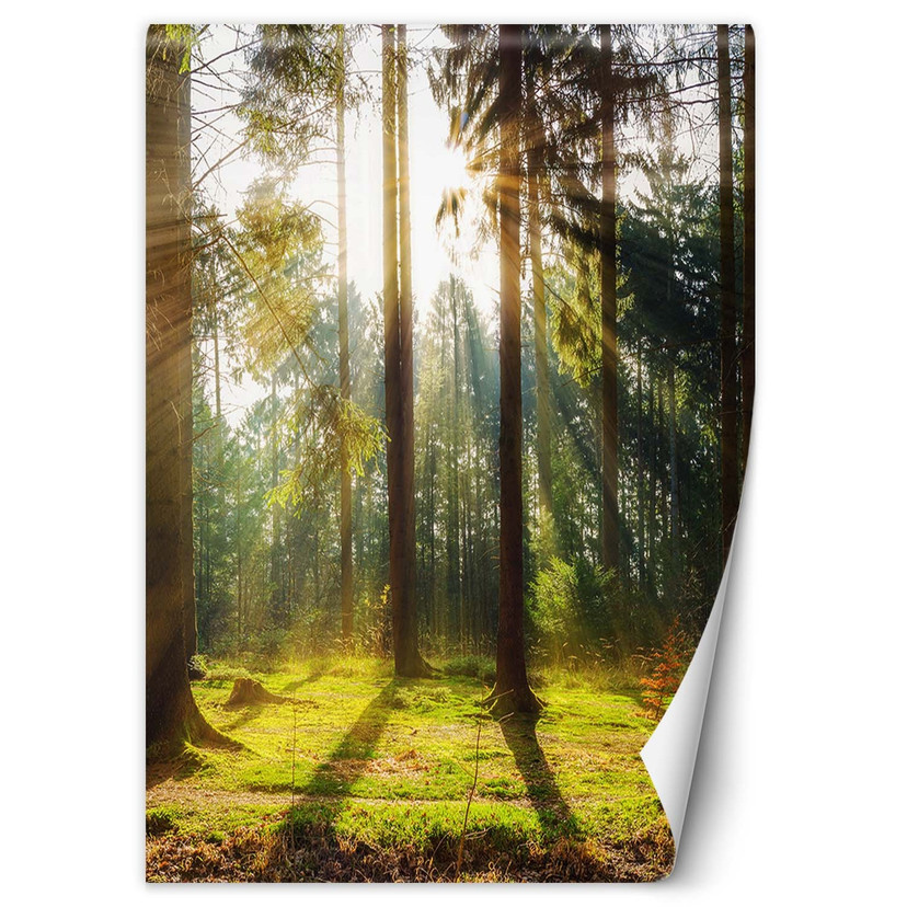 Fototapete, Morgensonne im Wald