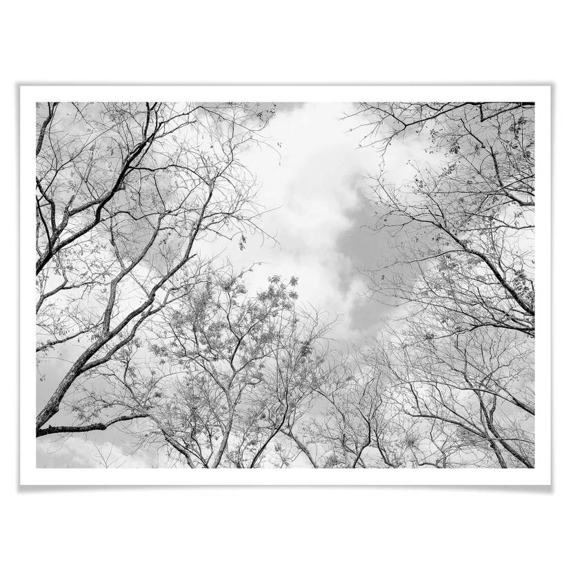Poster Cime des arbres dans le ciel