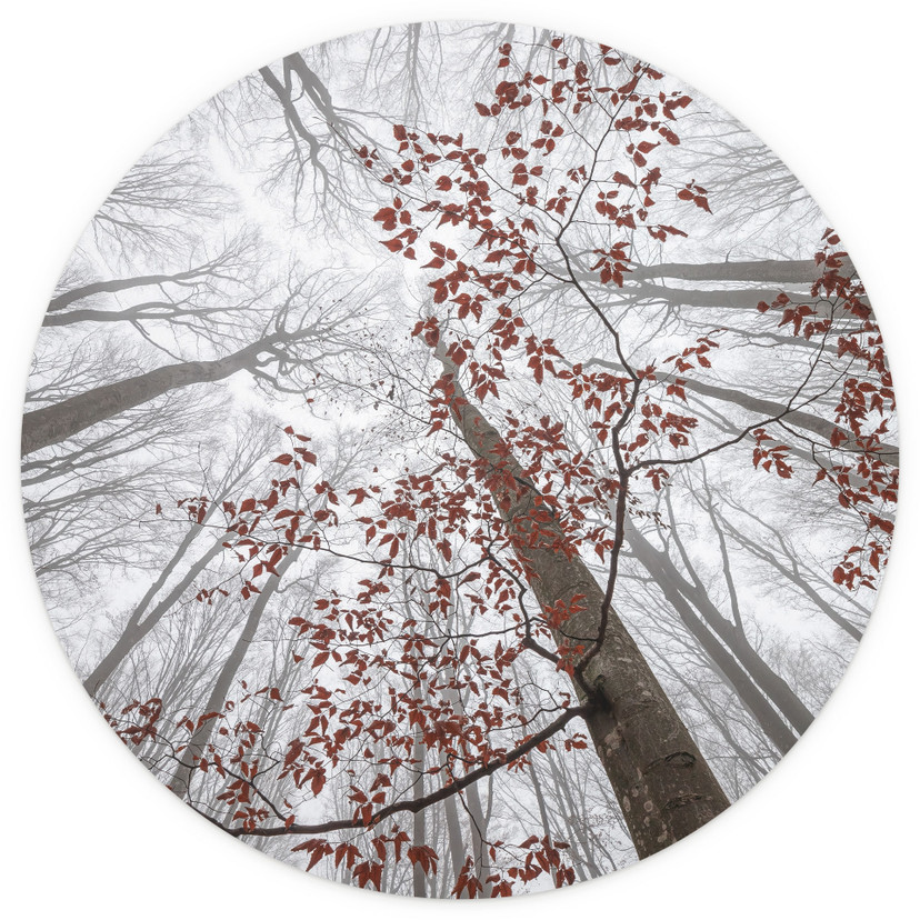 Papier peint photo rond Cimes d'arbres aux feuilles rouges - Coman - papier peint intissé/papier pei