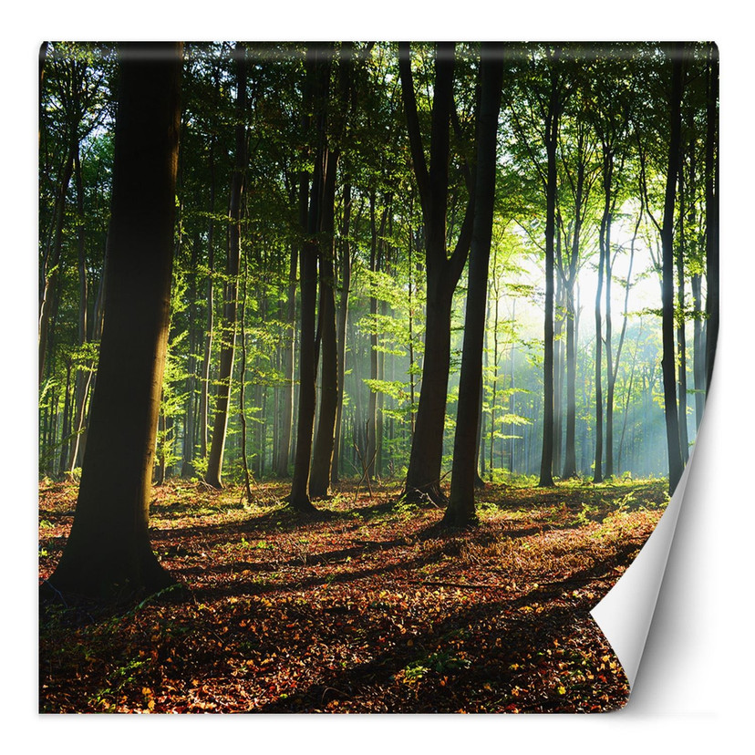 Fototapete, Wald Baume Sonne Natur Landschaft