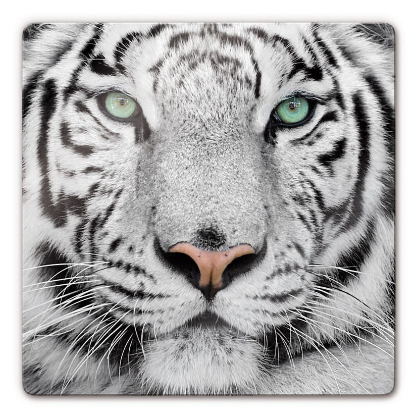 Glasbillede - Smuk Sumatran Tiger