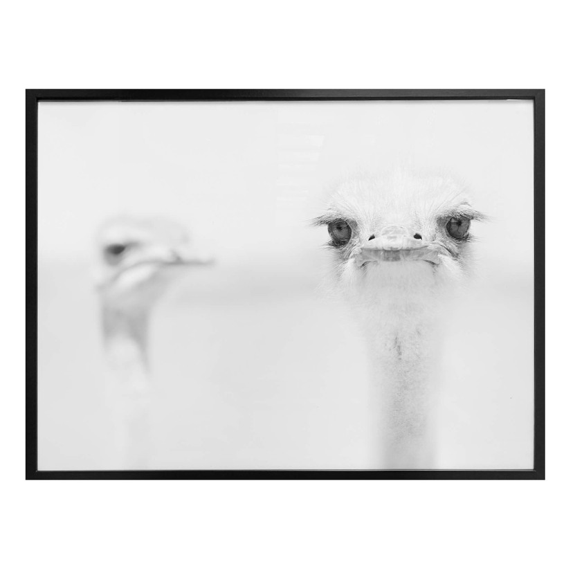 Poster Tonti - Regard