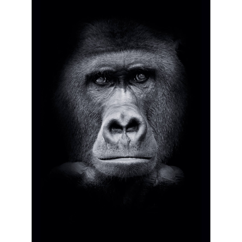 Fototapeta goryl - 192x260 cm