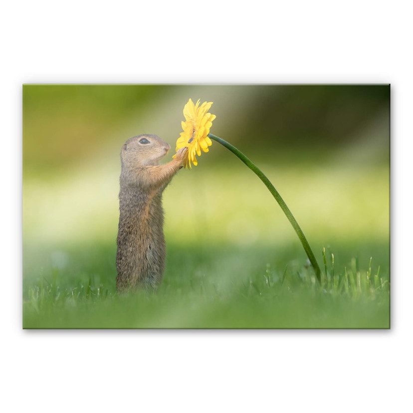 Akrylbillede Duijn - Jordet egern holder blomst