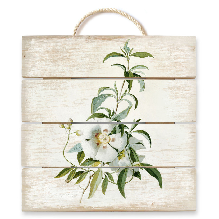 Obraz drewniany Ehret - Cistus rose - 40x41,5 cm