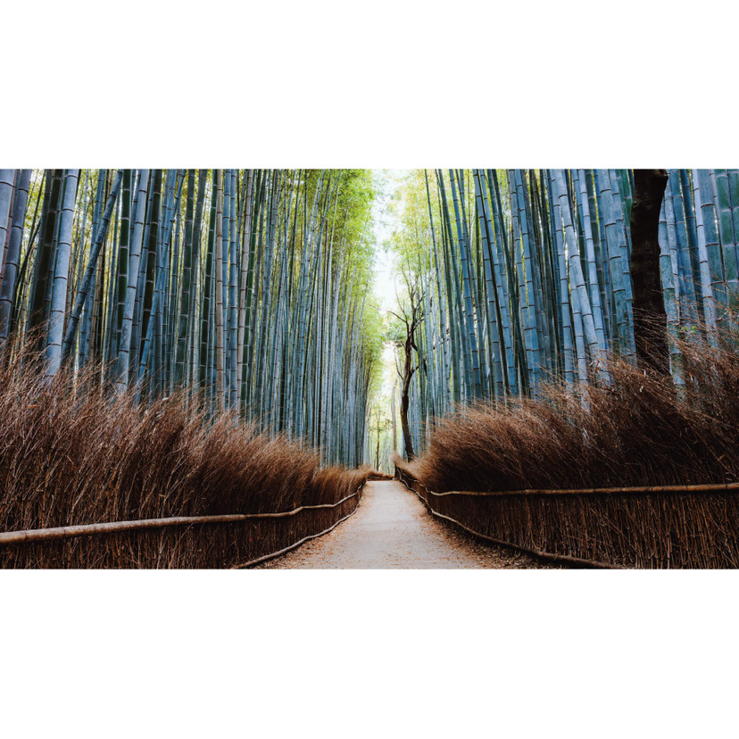 Papier peint photo Colombo - La grotte de bambou au Japon