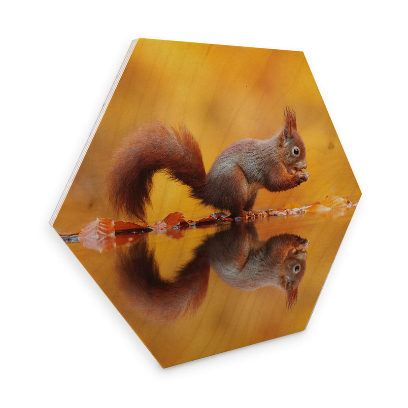 Hexagon Hout Dibond van Duijn - Eekhoorntje met Noot