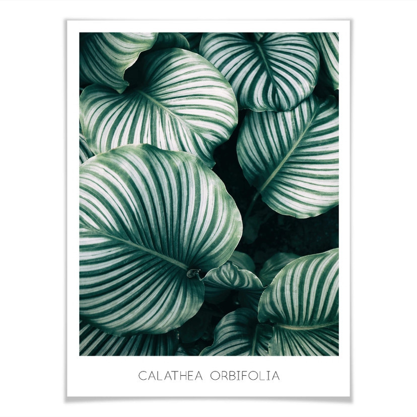 Plakat Calathea Orbifolia