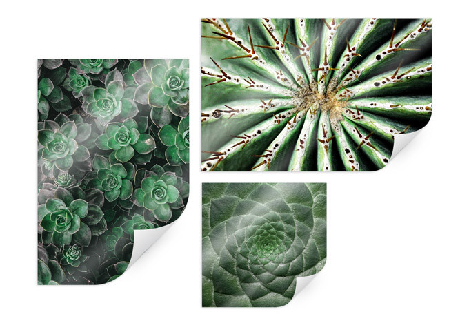 Poster - Set de succulentes (3 parties)