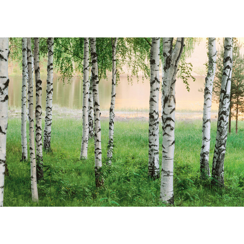 Papier peint photo - Papier - Forêt du Nord