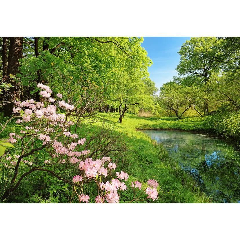 Fotobehang Papierbehang Park in de Lente - 366x254 cm