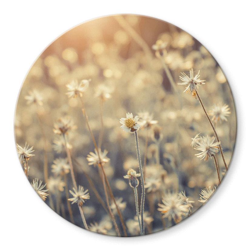 Glasschilderij Rond Mexican Daisy