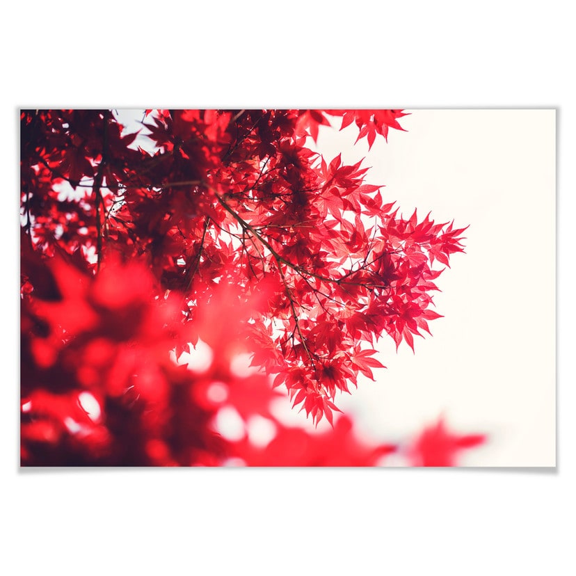 Poster - Érable en automne