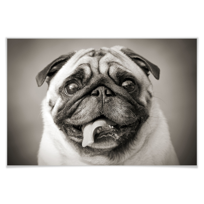 Poster - Chien bien aimé