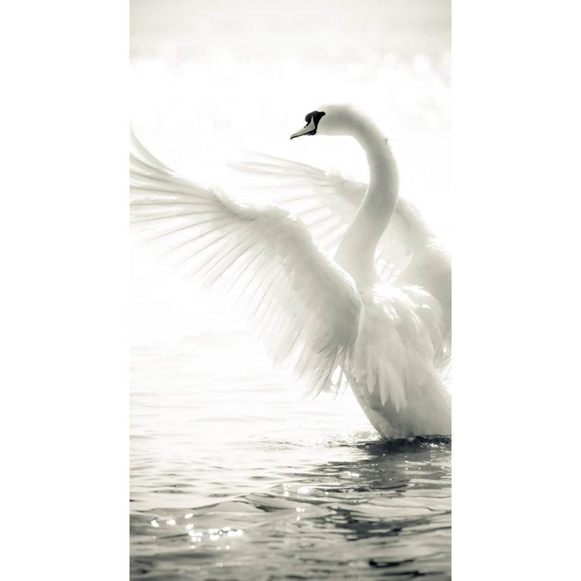 Fototapeta Majestic Swan