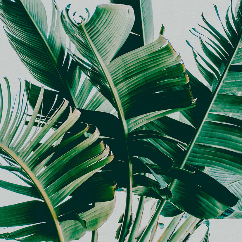 Papier peint Nature PalmFronds1 gris-vert - Papier peint intissé Designwalls 2 - 2.55 x 3.5 m