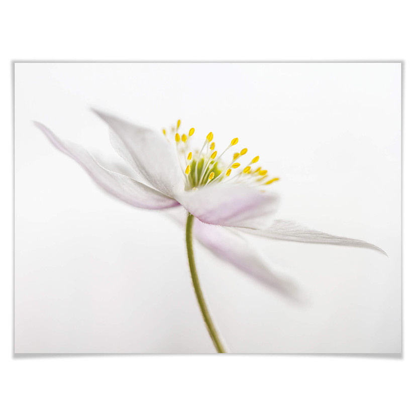 Plakat Disher - Nemorosa