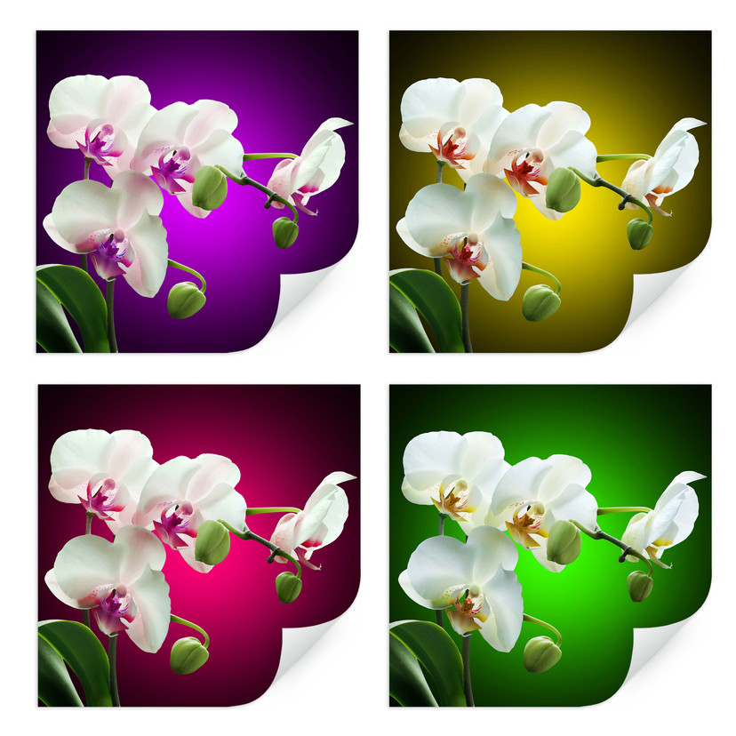Zelfklevende Poster  Beautiful Orchid
