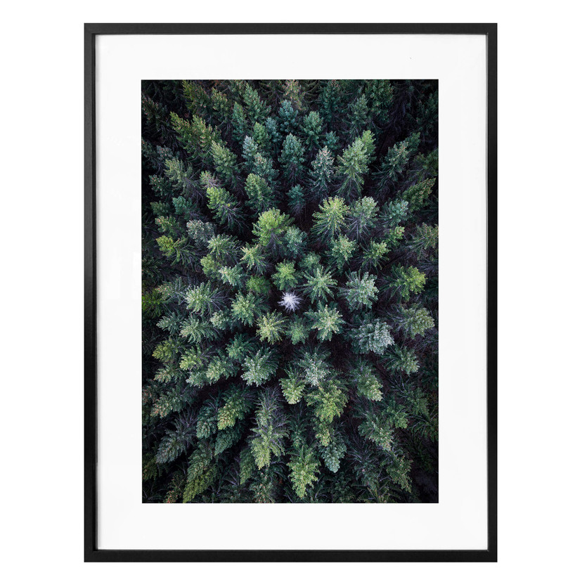 Plakat Lindsten - Treetops