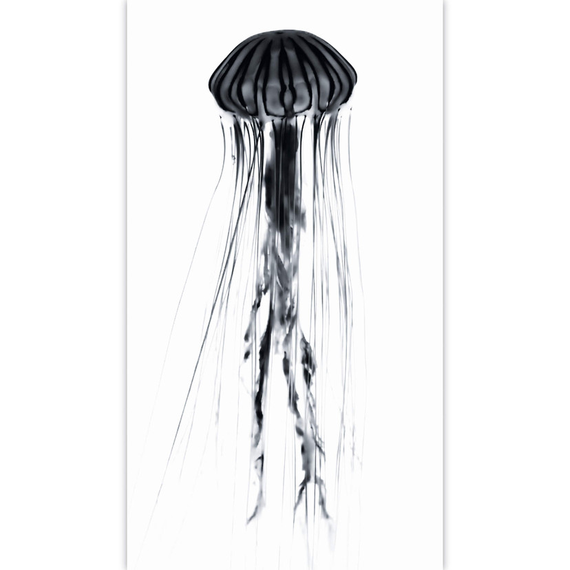 Fototapeta z czarną meduzą - 144x260 cm