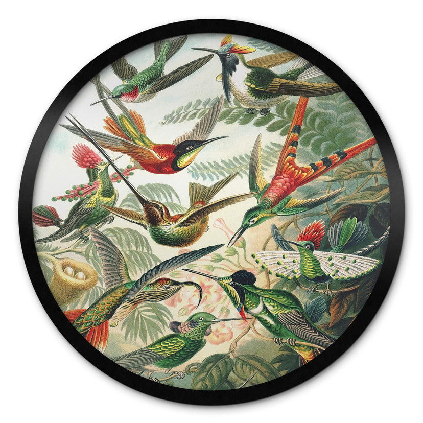 Poster Haeckel - Kolibris - Rund
