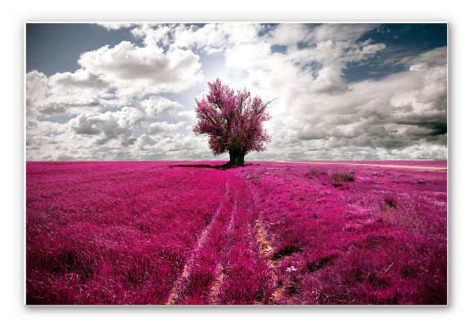 Tableau Forex - The Lonely Tree