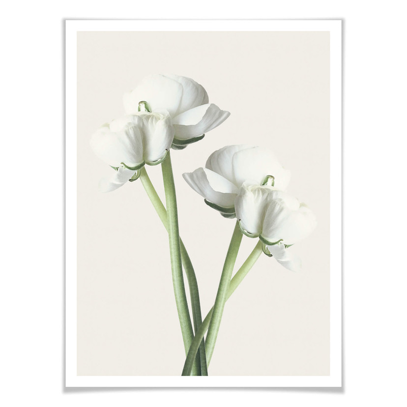 Plakat Ranunculus 01