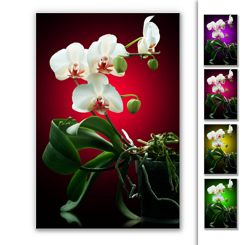Tableau Forex - Beauté florale d'une orchidée